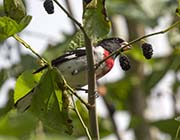 Picture/image of Rose-breasted Grosbeak