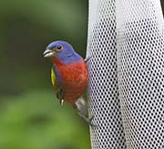 Picture/image of Painted Bunting
