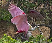 Picture/image of Roseate Spoonbill