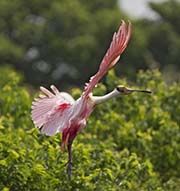 Picture/image of Roseate Spoonbill