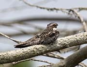 Picture/image of Common Nighthawk