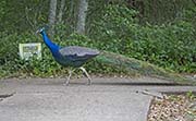 Picture/image of Indian Peafowl