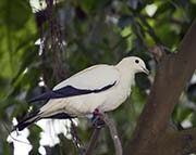 Picture/image of Torresian Imperial Pigeon