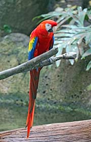 Picture/image of Scarlet Macaw