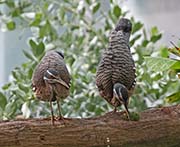Picture/image of Sunbittern