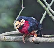 Picture/image of Bearded Barbet