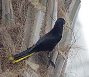 Picture/image of Crested Oropendola