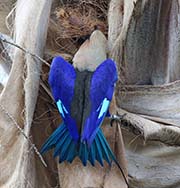 Picture/image of Blue-bellied Roller
