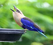 Picture/image of Blue-bellied Roller
