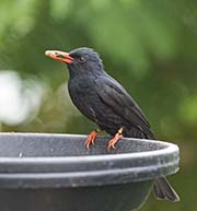 Picture/image of Black Bulbul
