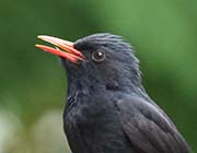 Picture/image of Black Bulbul