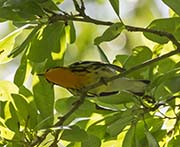 Picture/image of Blackburnian Warbler