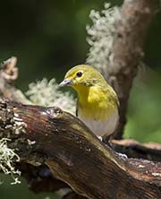 Picture/image of Yellow-throated Vireo