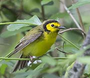 Picture/image of Hooded Warbler