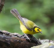 Picture/image of Hooded Warbler