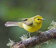 Picture/image of Hooded Warbler