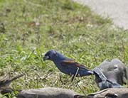 Picture/image of Blue Grosbeak