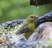 Picture/image of Summer Tanager