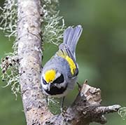 Picture/image of Golden-winged Warbler
