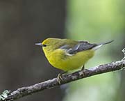 Picture/image of Blue-winged Warbler