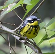 Picture/image of Magnolia Warbler