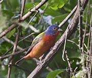 Picture/image of Painted Bunting