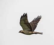 Picture/image of Swainson's Hawk