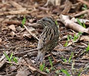 Picture/image of Lincoln's Sparrow