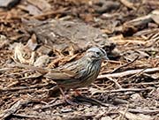 Picture/image of Lincoln's Sparrow