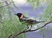 Picture/image of Bay-breasted Warbler