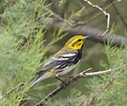 Black-throated Green Warbler