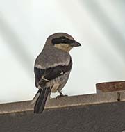 Picture/image of Loggerhead Shrike