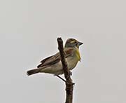 Picture/image of Dickcissel