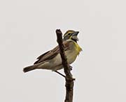 Picture/image of Dickcissel