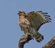 Picture/image of Red-shouldered Hawk