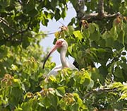 Picture/image of White Ibis