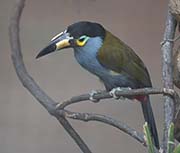 Picture/image of Plate-billed Mountain Toucan