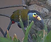 Picture/image of Plate-billed Mountain Toucan