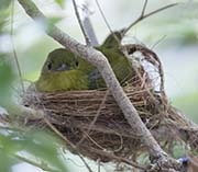 Picture/image of Golden-collared Manakin