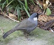 Picture/image of White-eared Bulbul