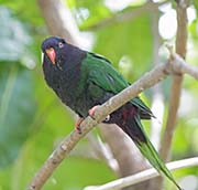 Picture/image of Papuan Lorikeet