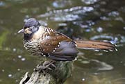 Spotted Laughingthrush
