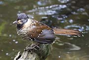 Picture/image of Spotted Laughingthrush