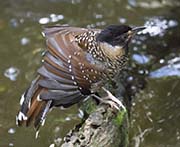 Picture/image of Spotted Laughingthrush