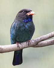 Picture/image of Dollarbird