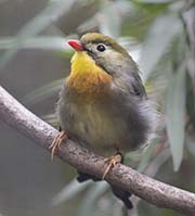 Picture/image of Red-billed Leiothrix