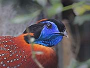 Picture/image of Temminck's Tragopan