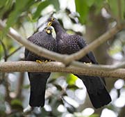 Picture/image of African Olive Pigeon