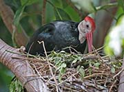 Picture/image of Southern Bald Ibis
