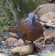 Picture/image of Blue-headed Wood-dove